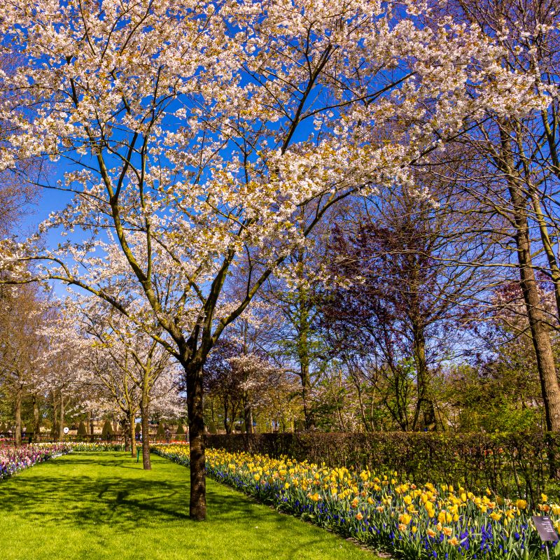paysage-printemps